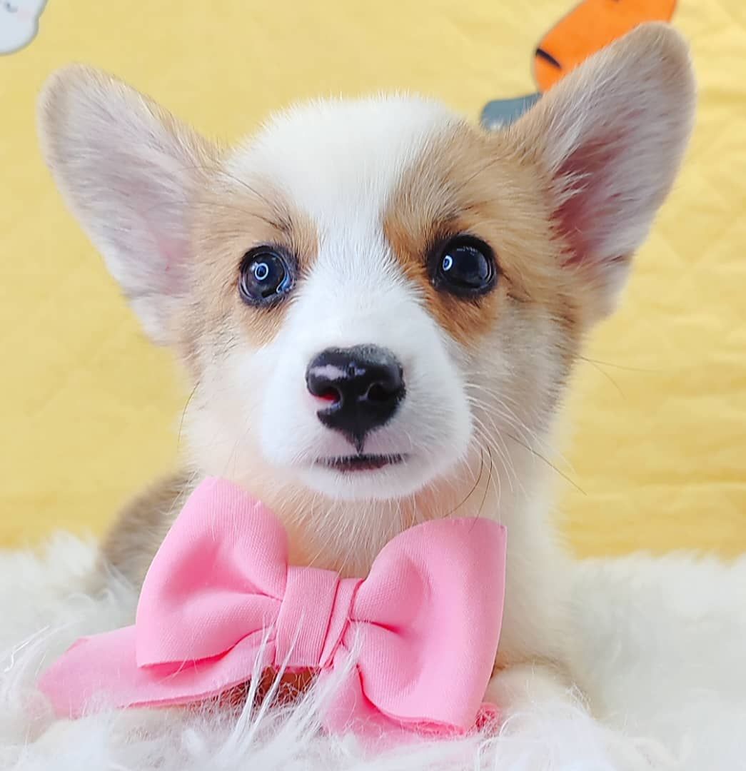 Corgi 柯基