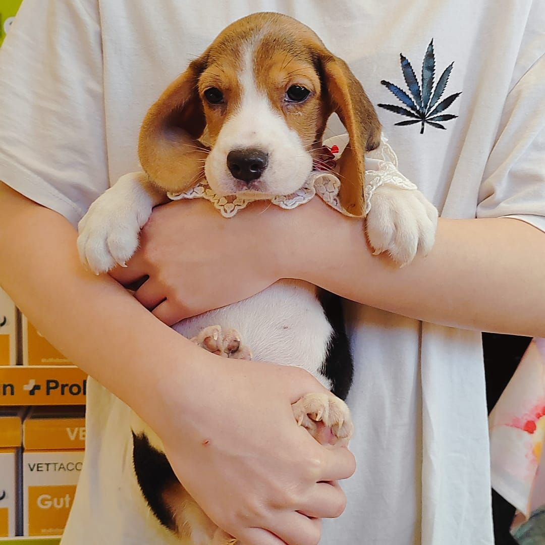Beagle 米格鲁
