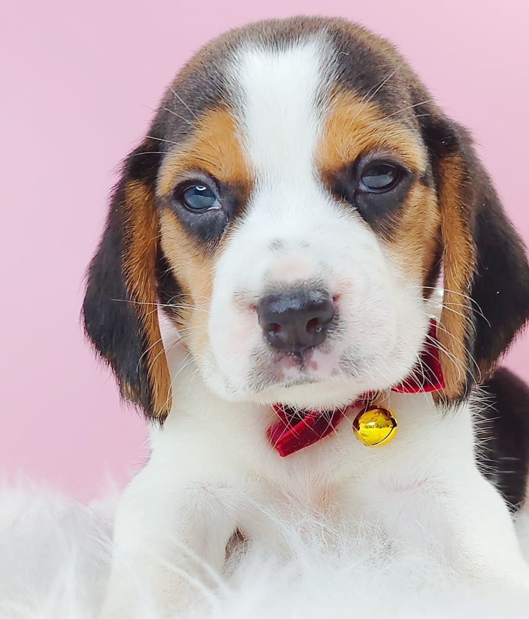 Beagle 米格鲁