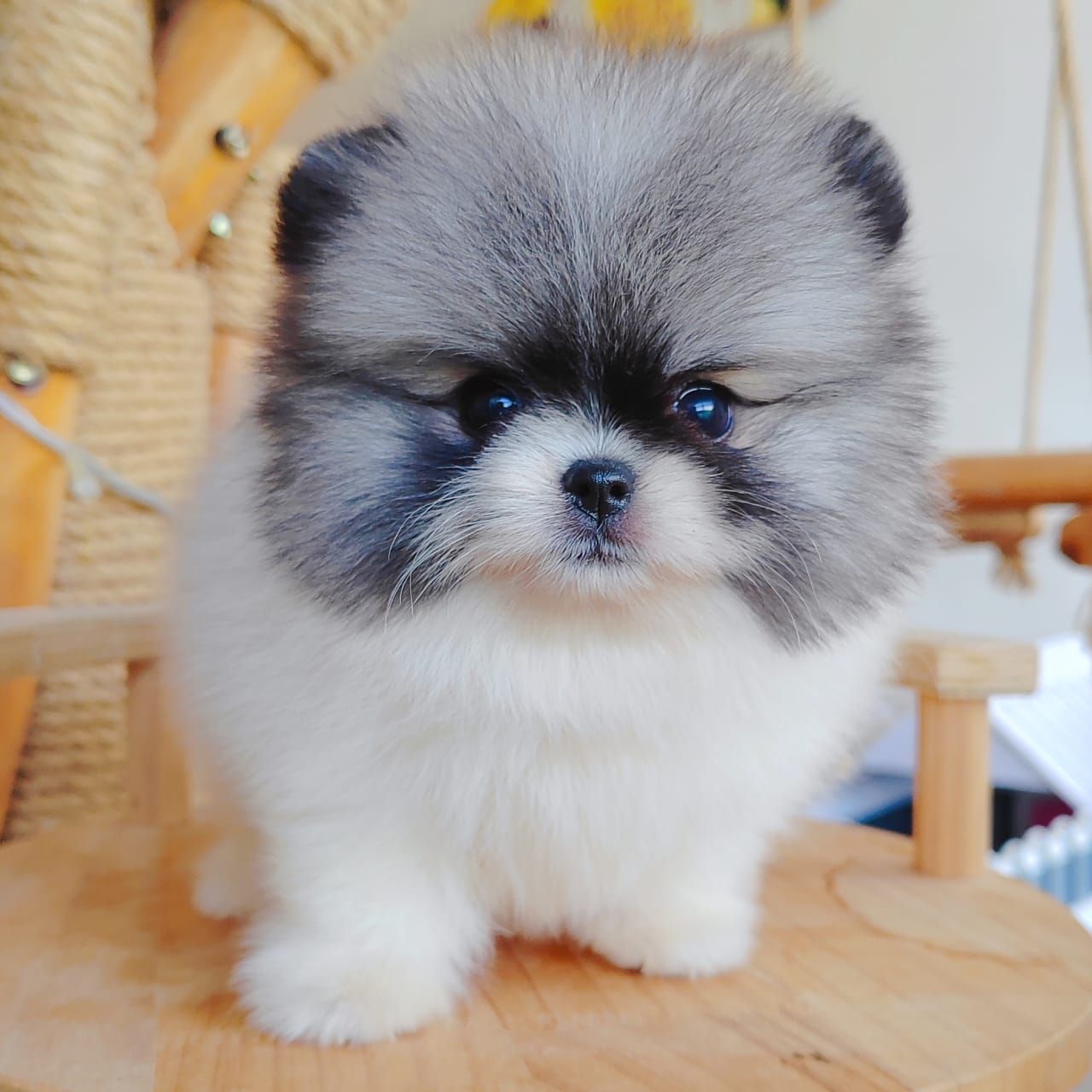 Pomeranian 博美
