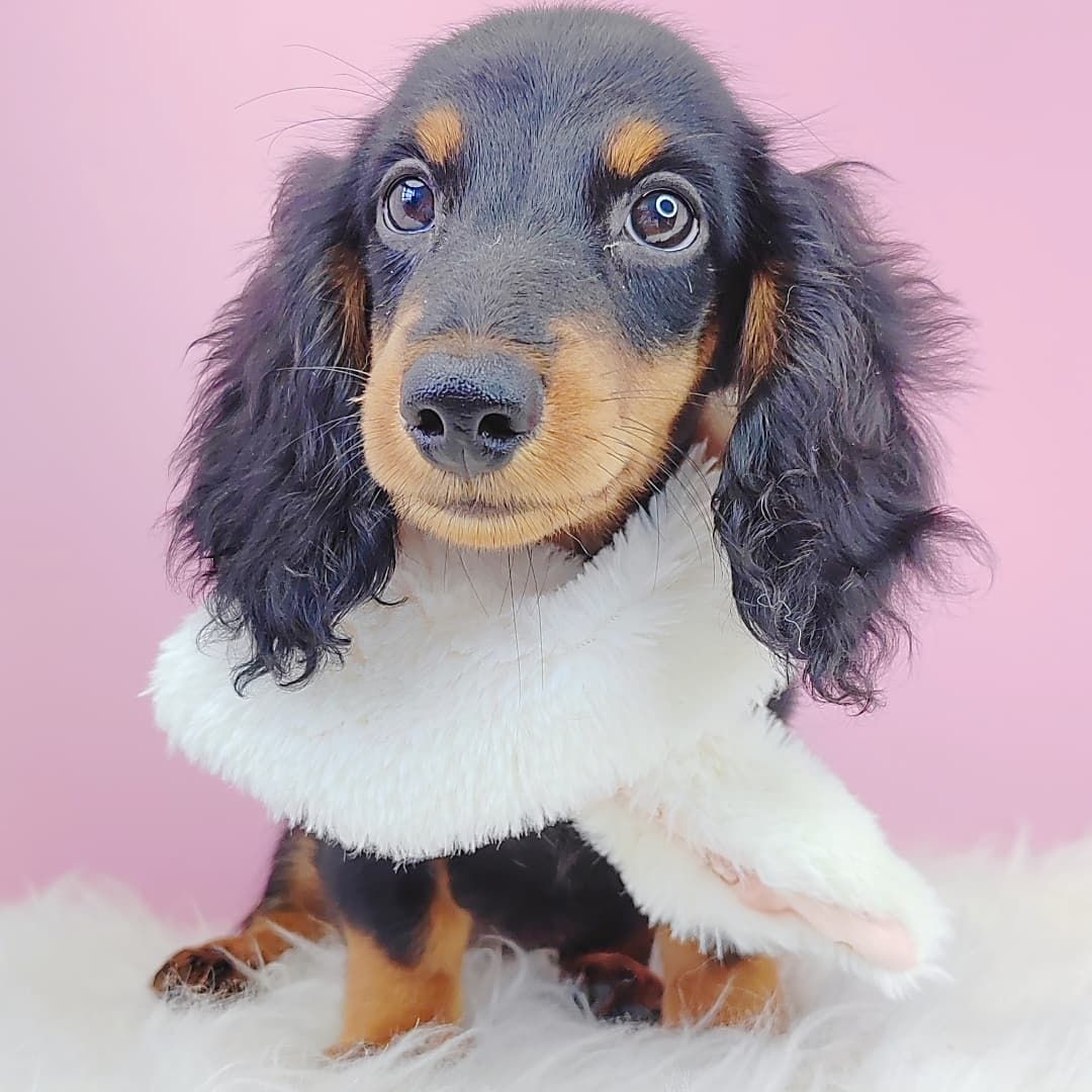 *Long coat* Dachshund  长毛腊肠犬
