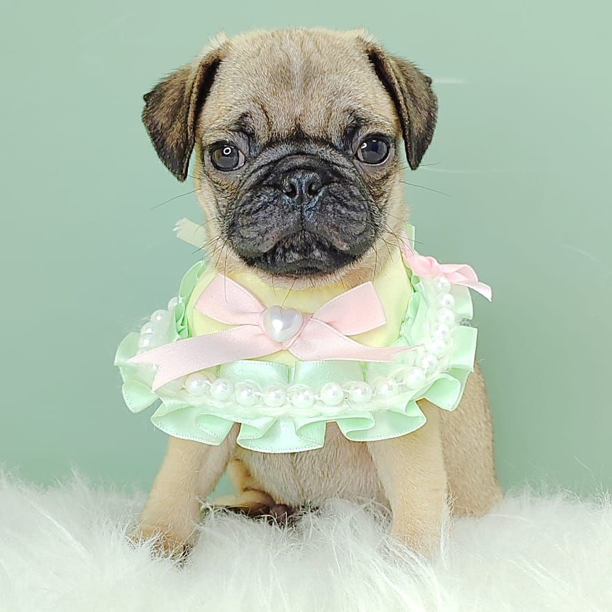 Pug 巴哥