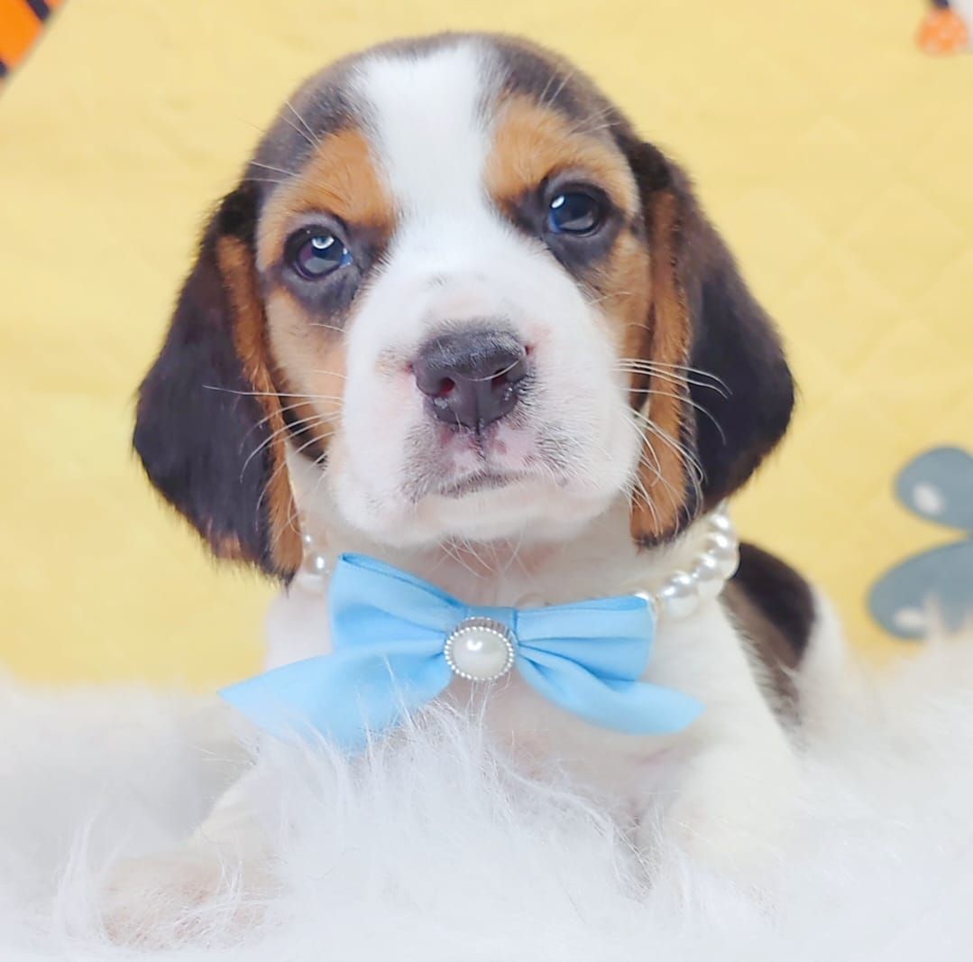 Beagle 米格鲁