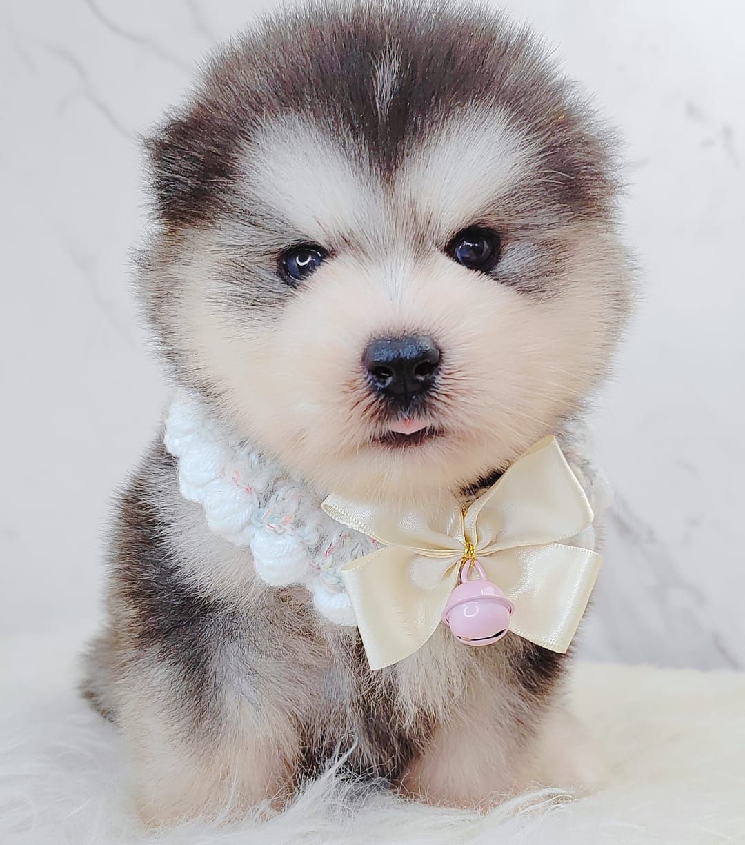 Wooly Alaskan 长毛哈士奇