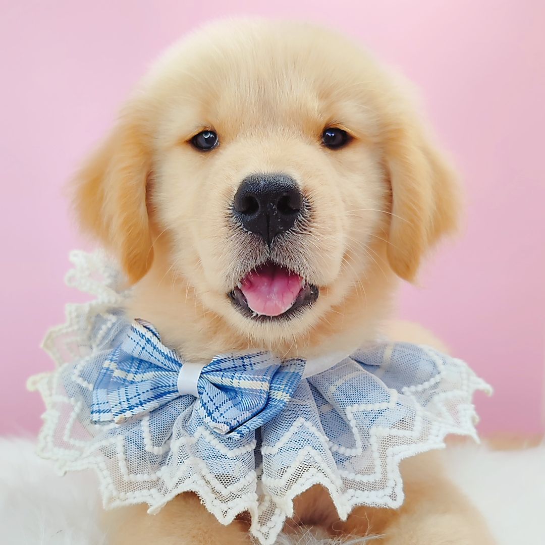 Golden Retriever 黄金猎犬