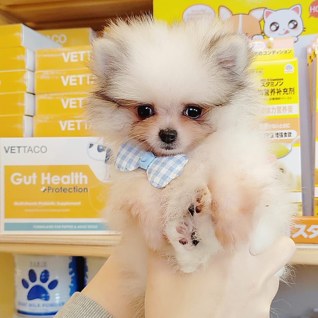 Pomeranian 博美