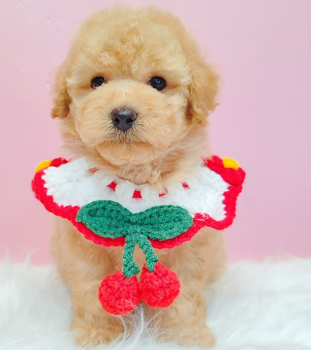 Poodle 娉拌开璐靛