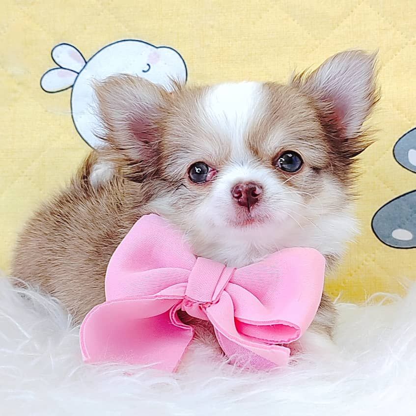 Chihuahua 吉娃娃