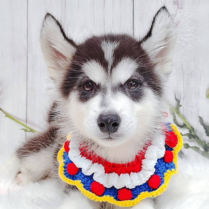 Alaskan Husky 阿拉斯加哈士奇