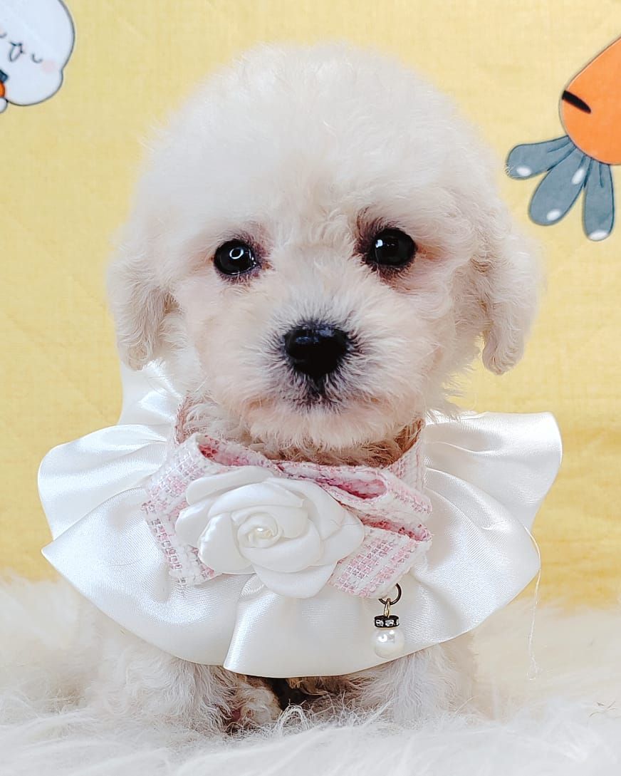 Poodle 璐靛娉拌开