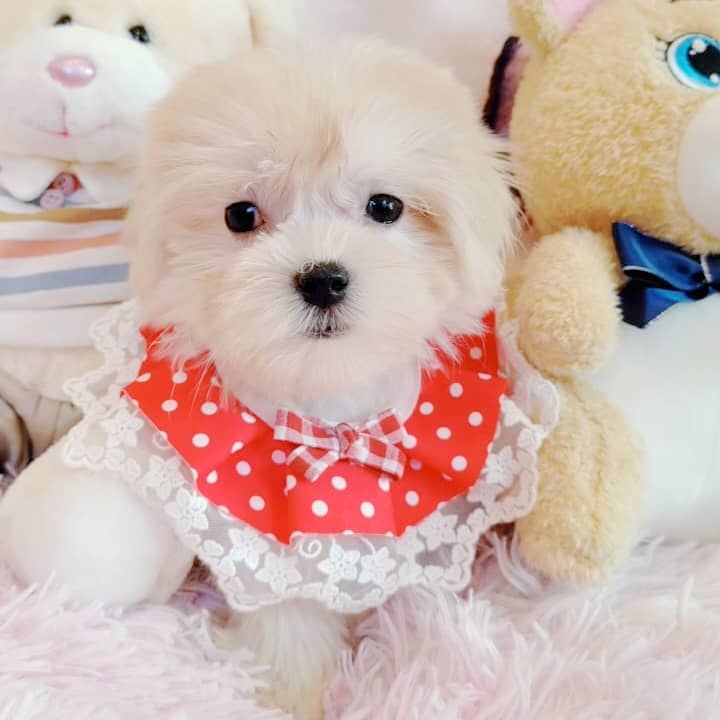 Maltese 马尔济斯