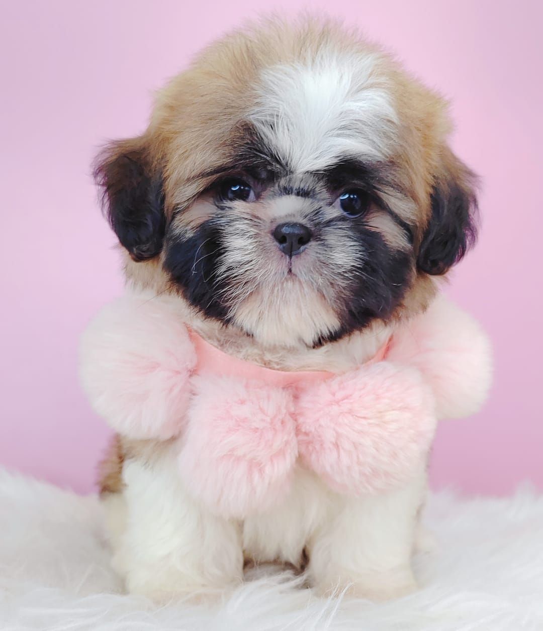 Shih Tzu 西斯