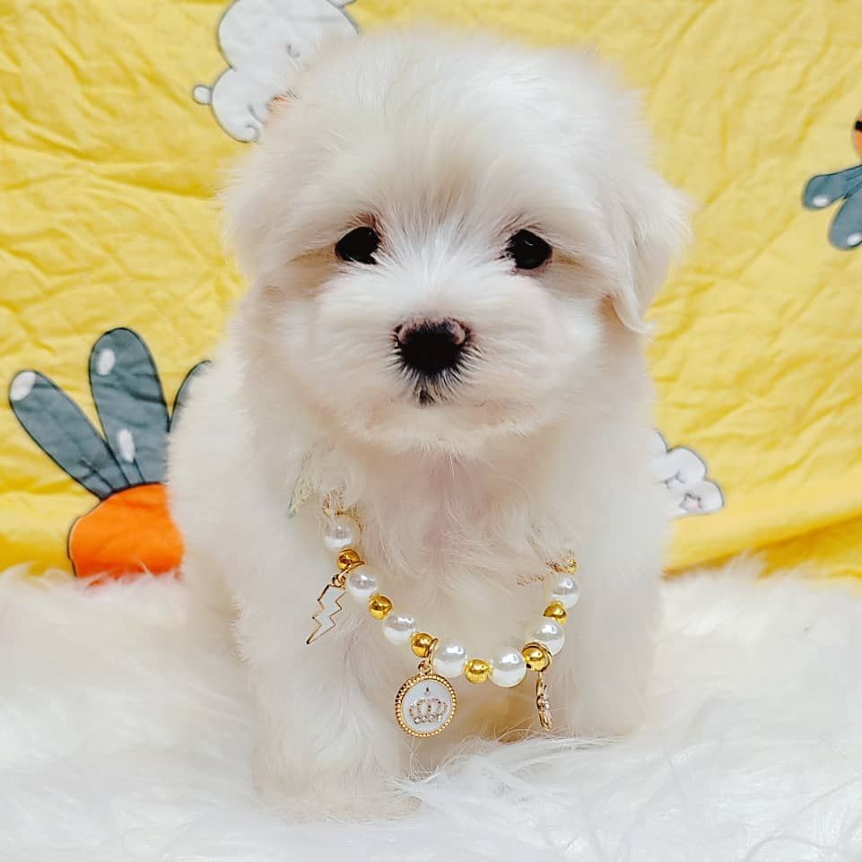 Maltese 马尔济斯