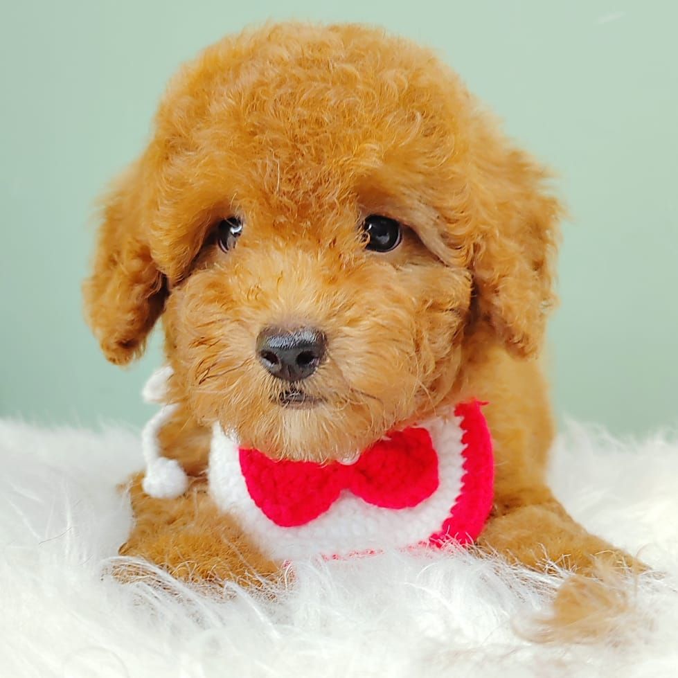 Poodle 娉拌开璐靛
