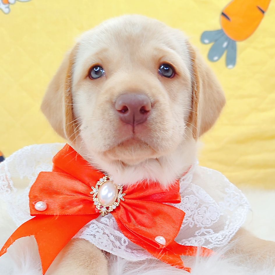 Labrador Retriever 拉布拉多