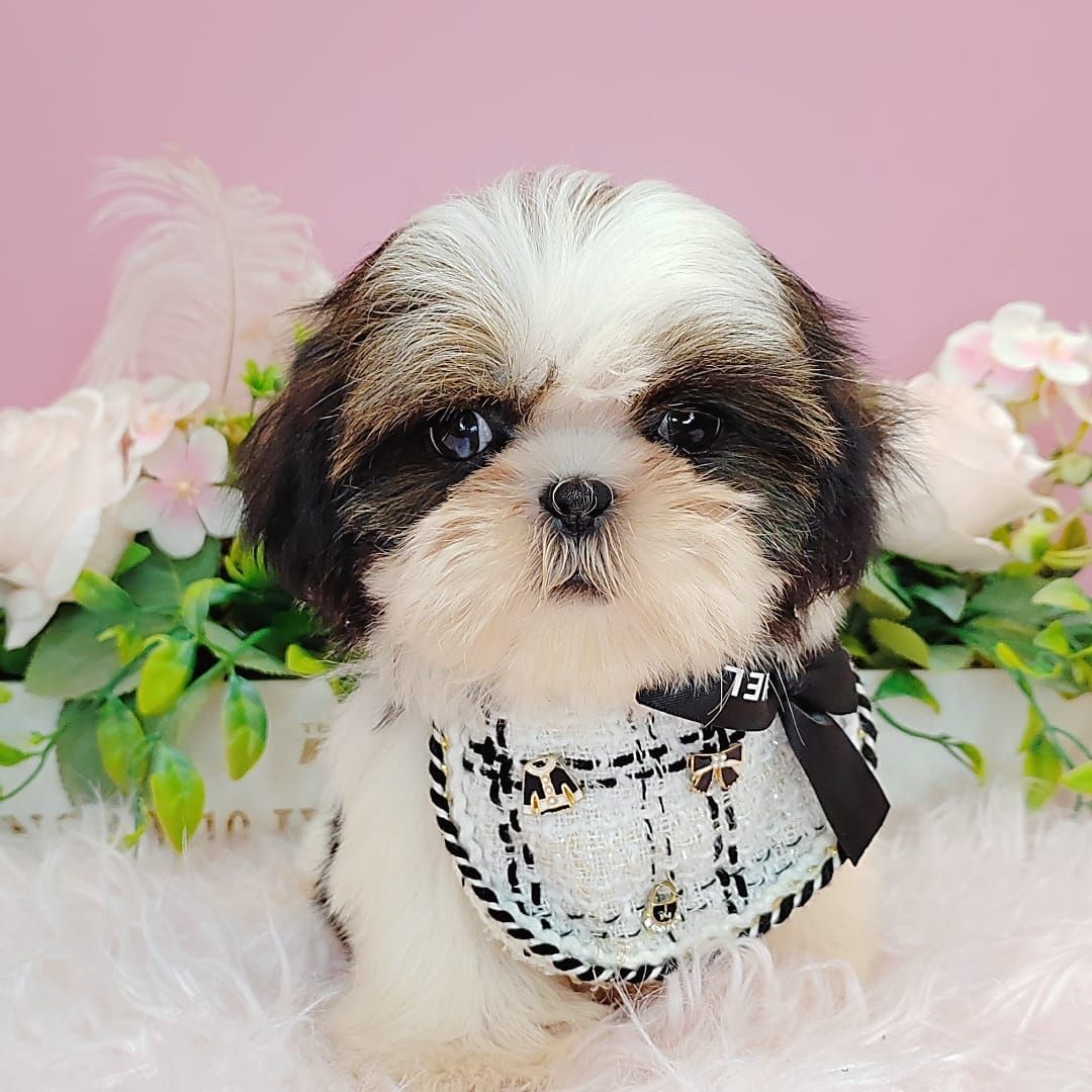 Shih Tzu 西施