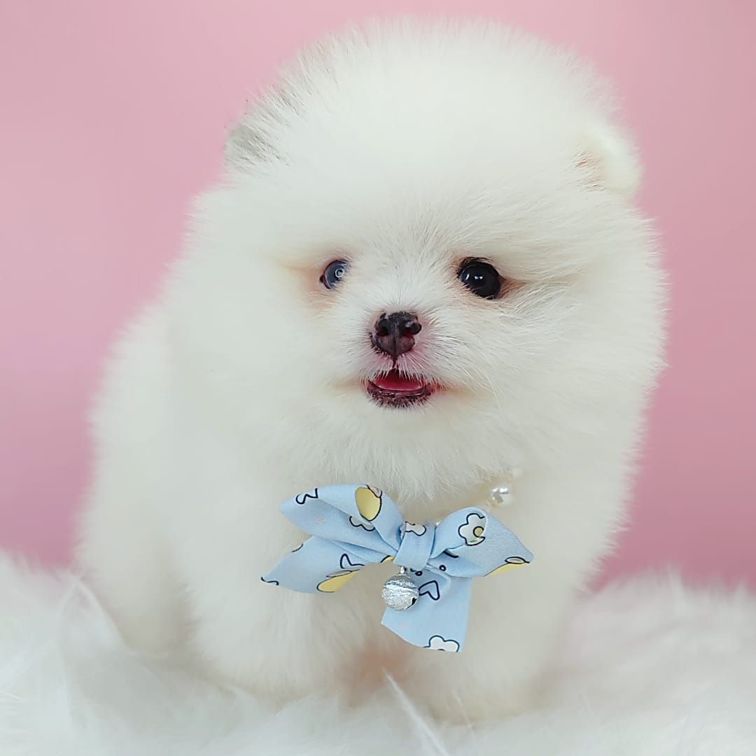 Pomeranian 博美