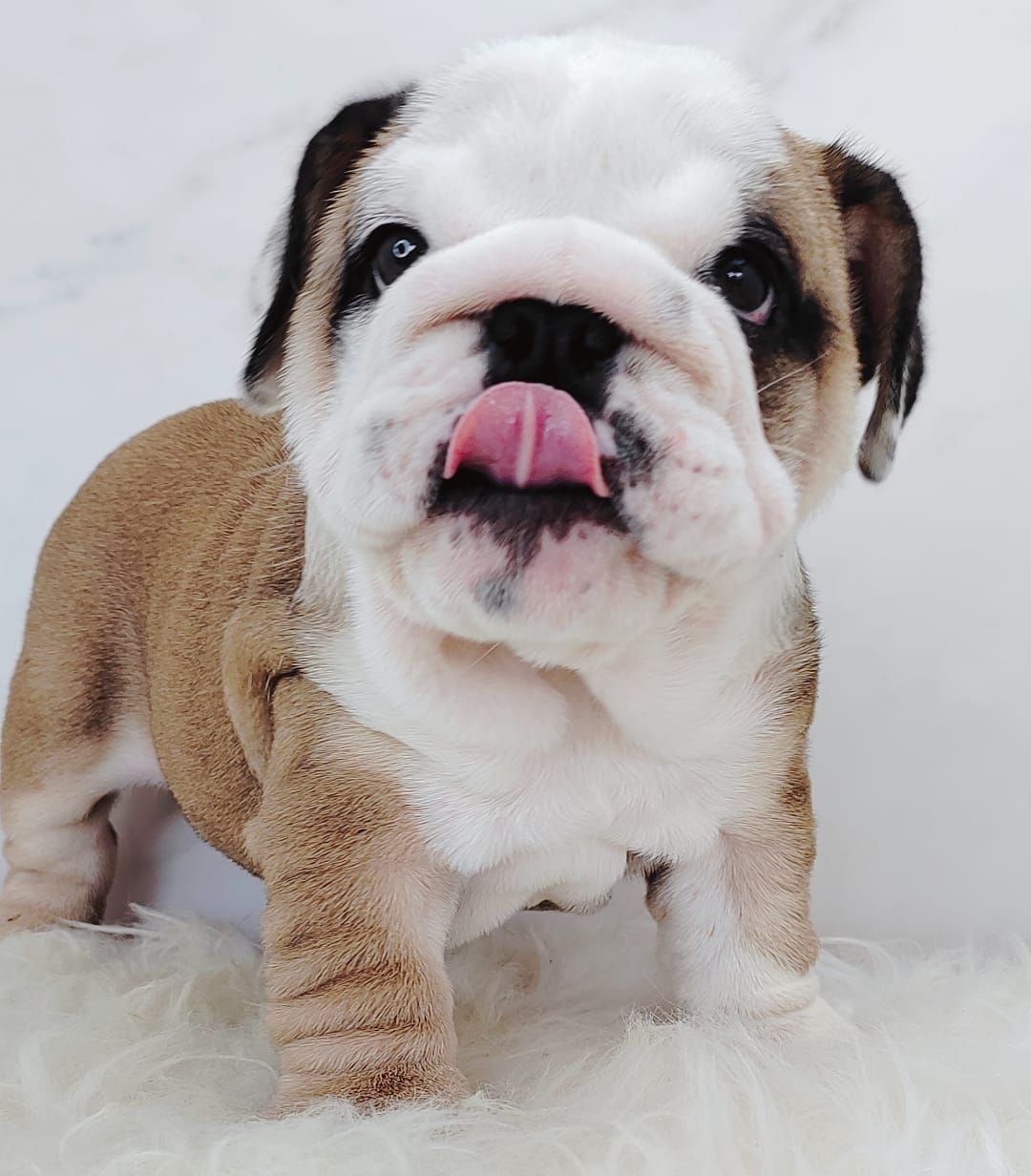 English Bulldog 英国斗牛犬