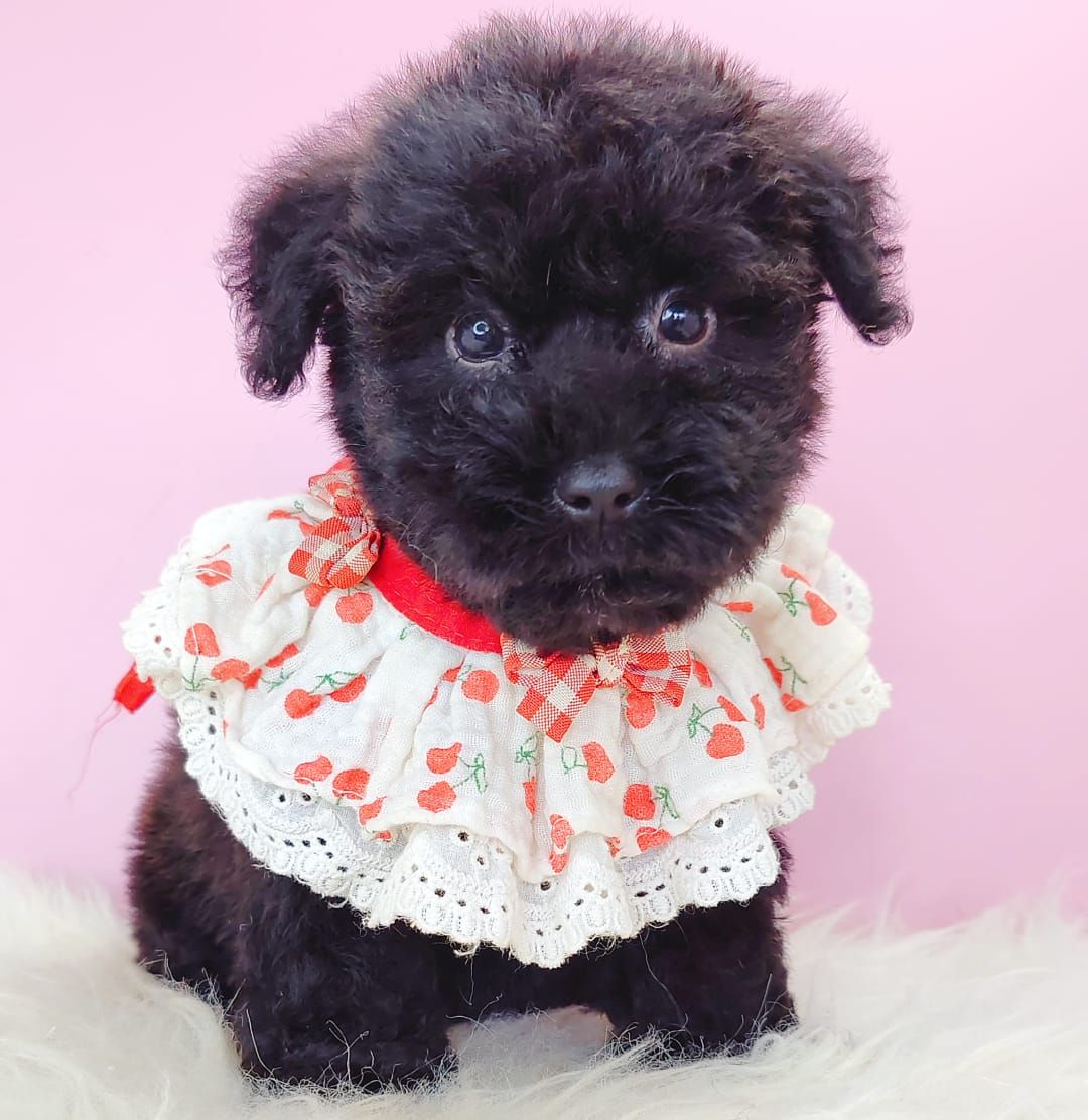 Poodle 娉拌开璐靛
