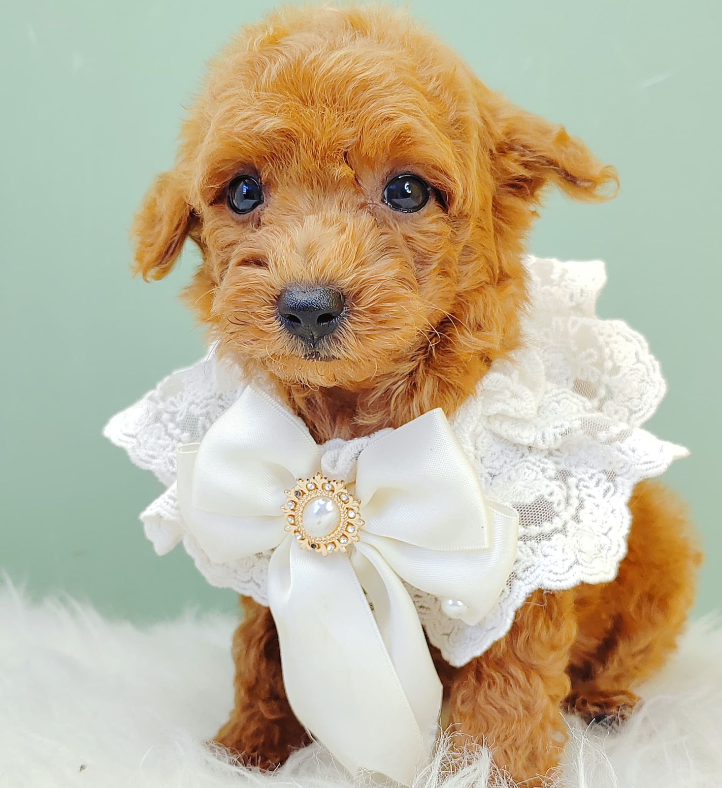 Poodle 璐靛娉拌开