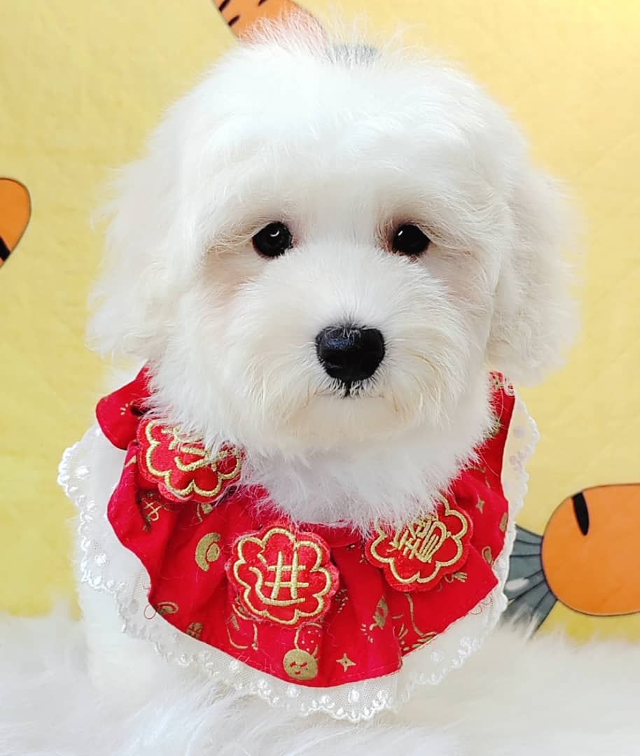 Maltipoo 马尔泰迪