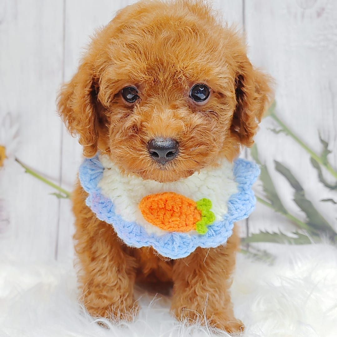 Poodle 娉拌开璐靛