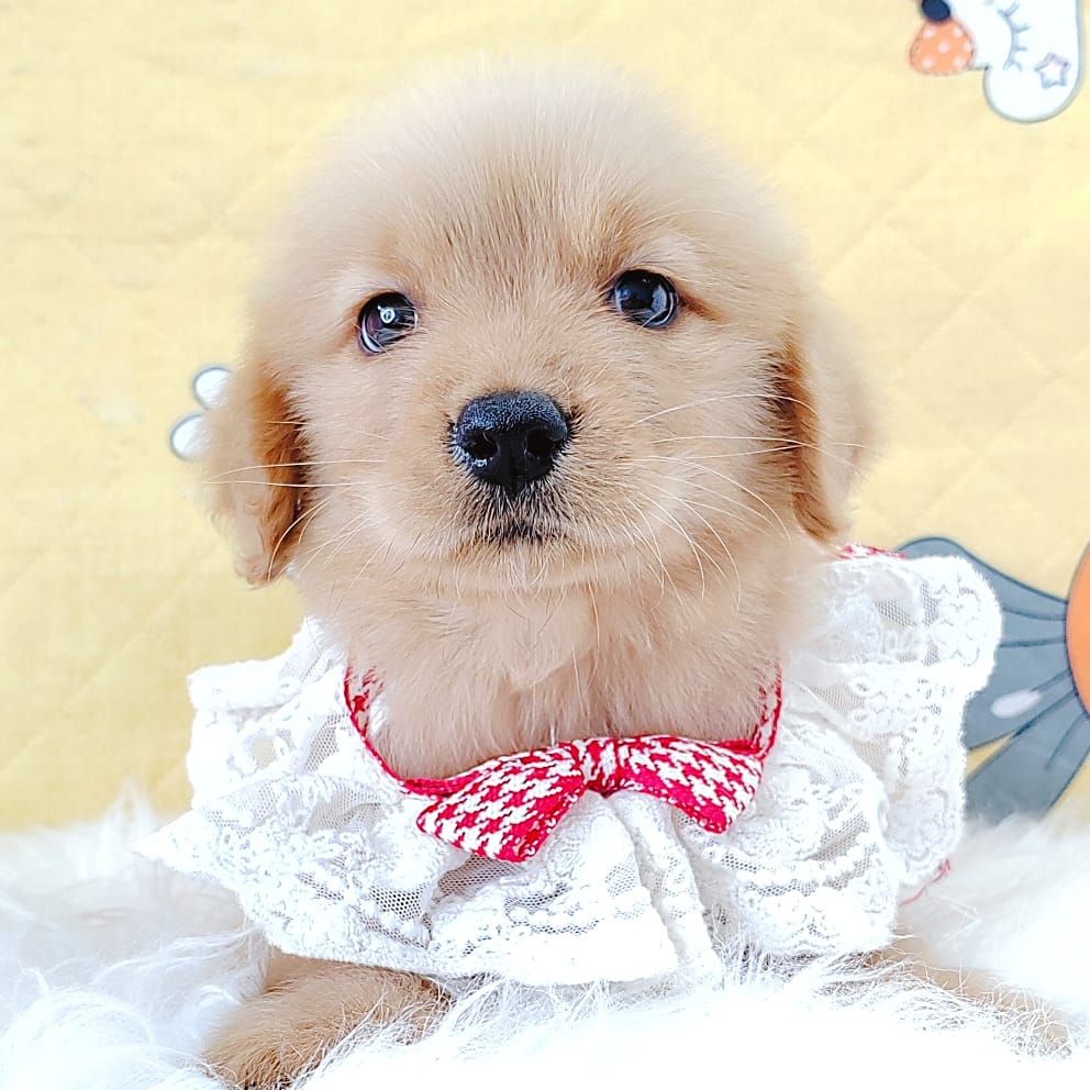 Golden Retriever 黄金猎犬