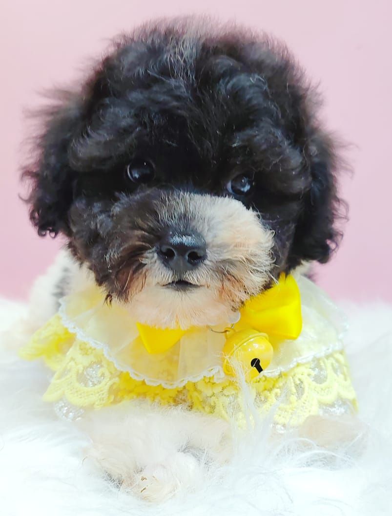 Poodle 璐靛娉拌开