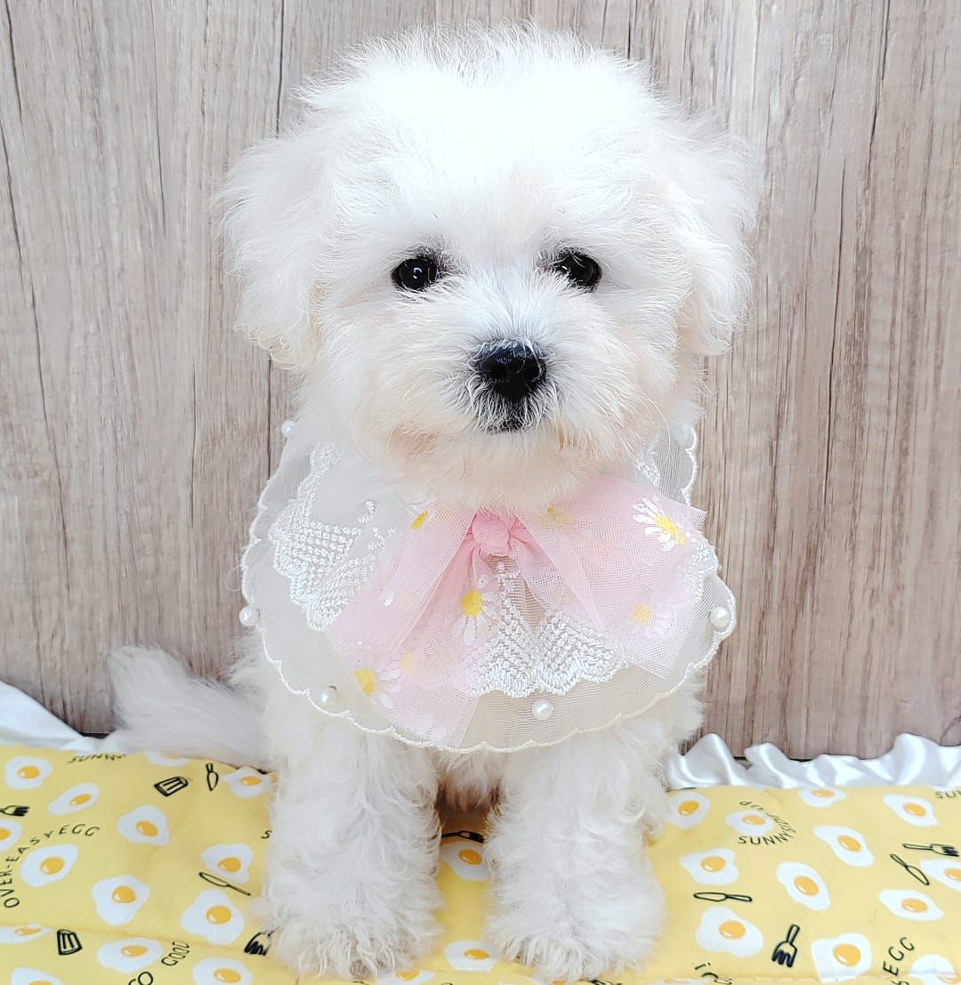 Bichon Frise 比熊