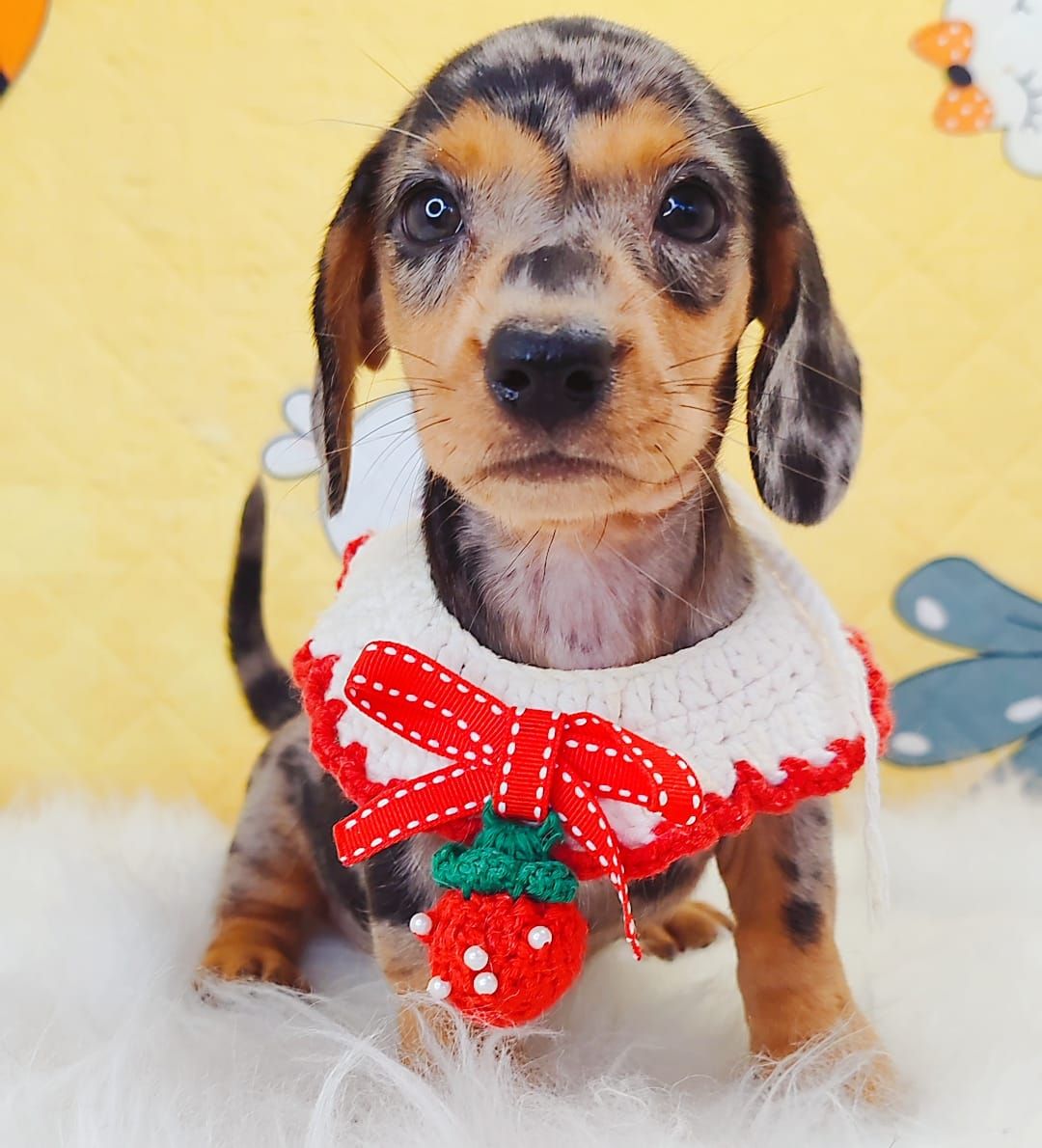 Dachshund 腊肠狗