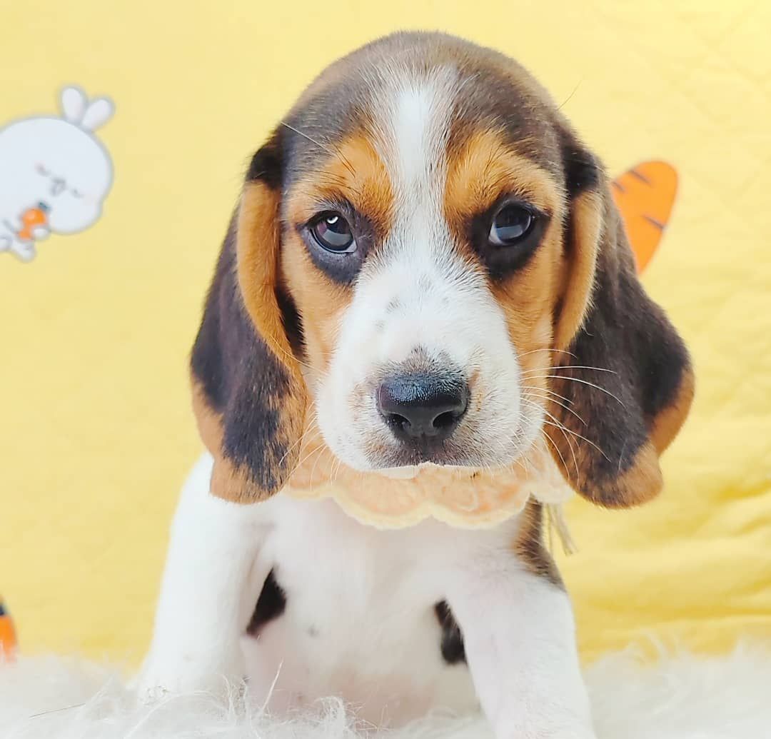 Beagle 米格鲁