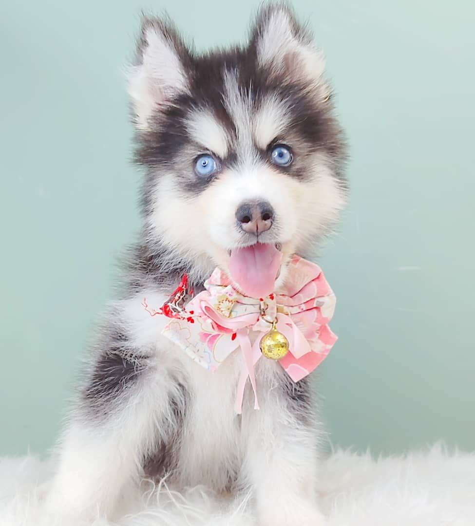 Wooly Husky 哈士奇