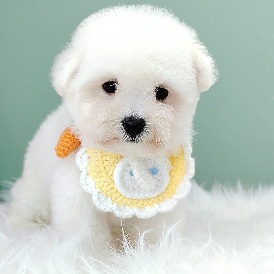 Bichon 比熊