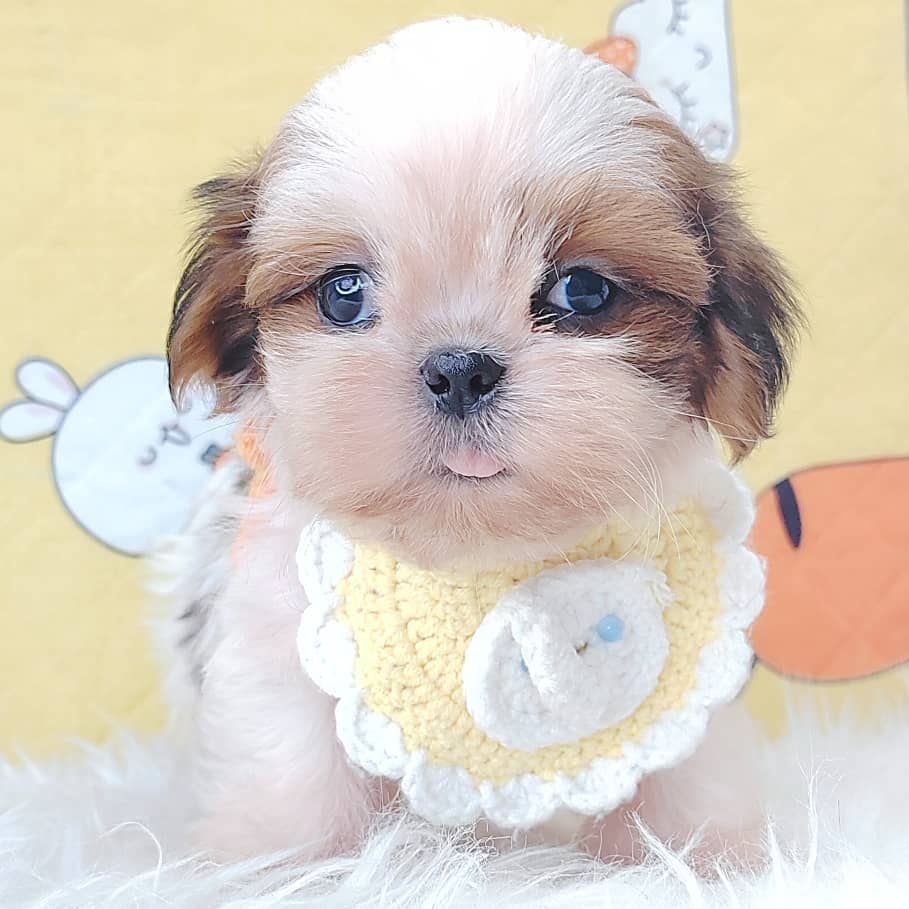 Shih Tzu 西施