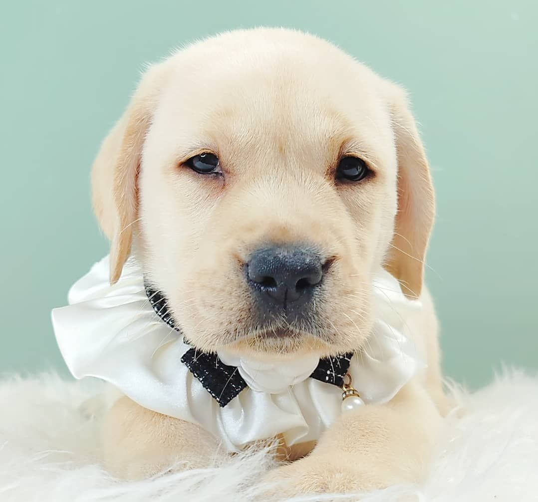 Labrador Retriever 拉布拉多