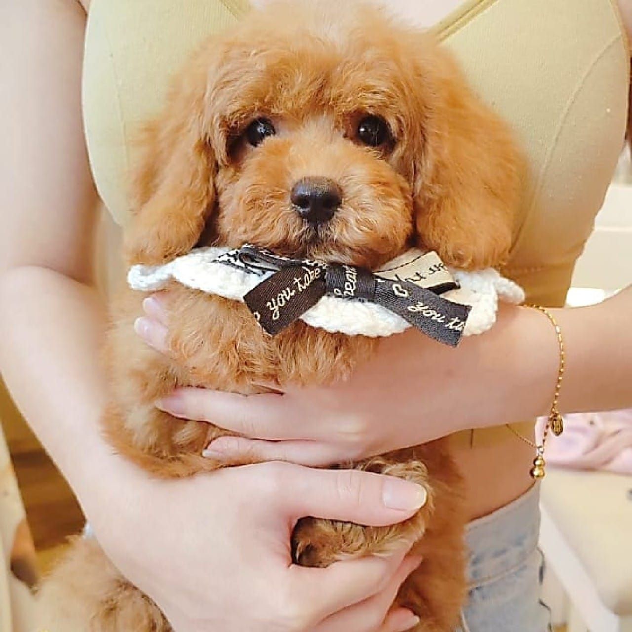 Poodle 贵宾犬