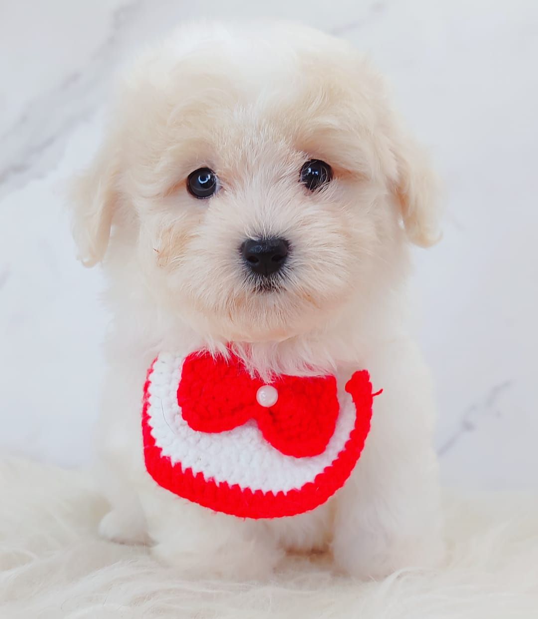 Maltipoo 马尔泰迪