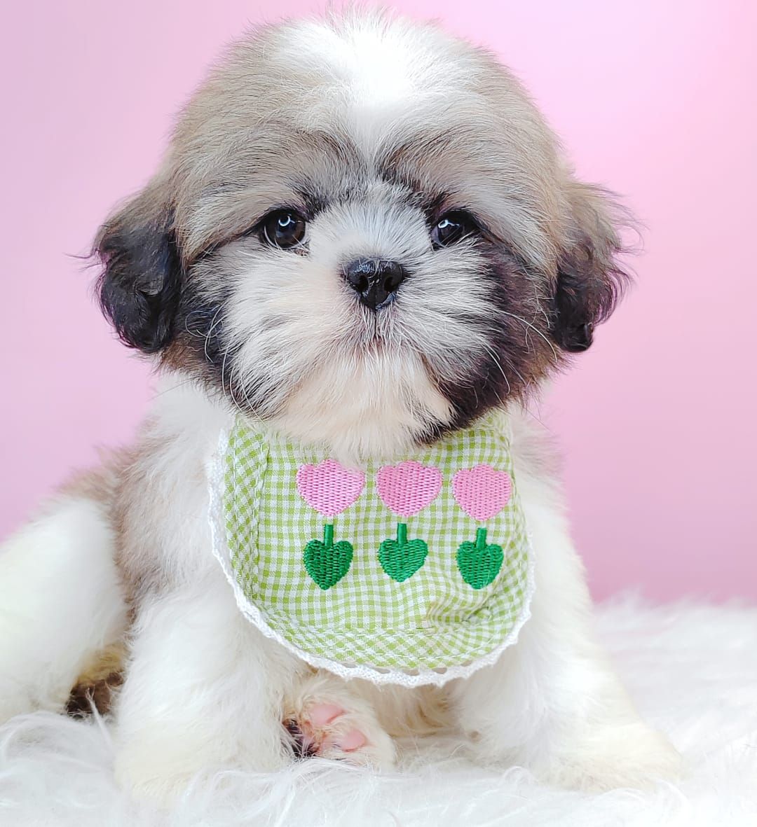 Shih Tzu 西施