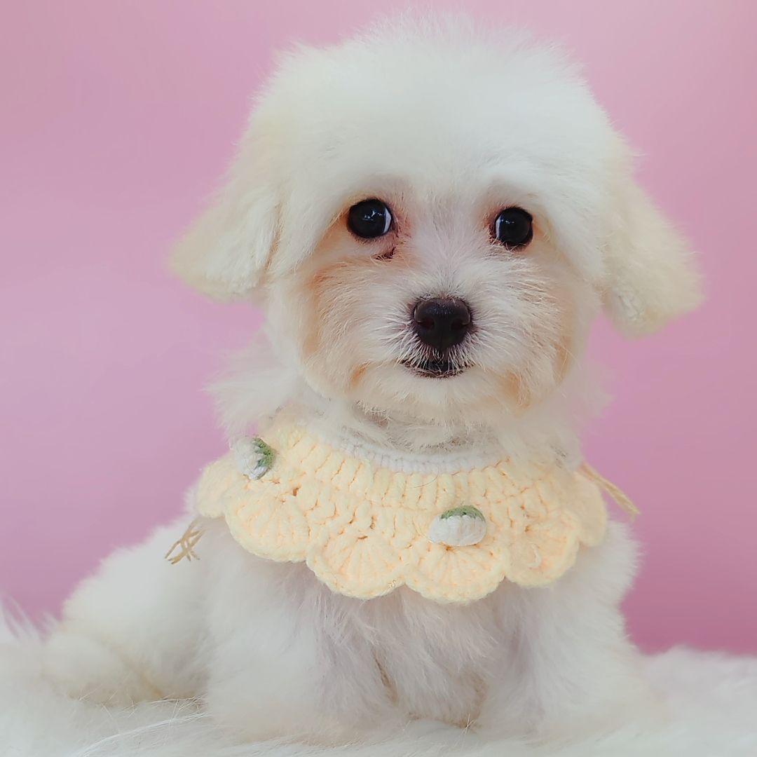 Poodle 娉拌开璐靛