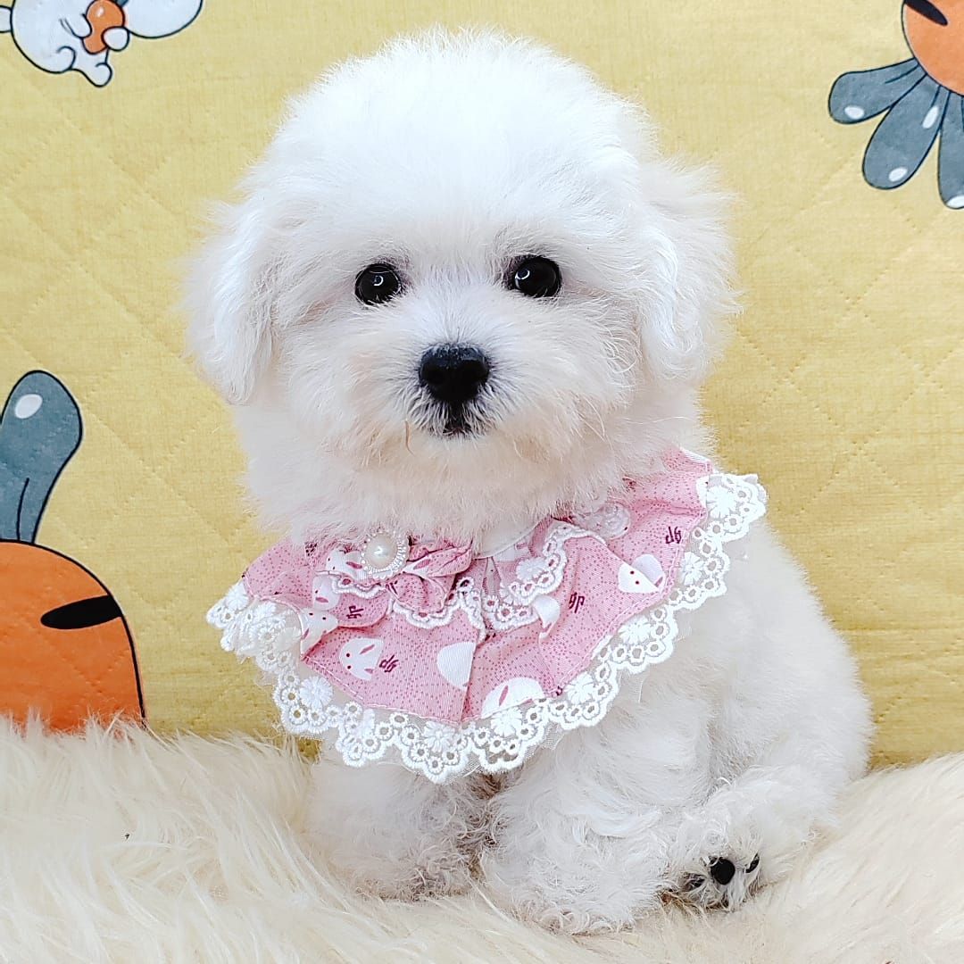 Poodle 娉拌开璐靛