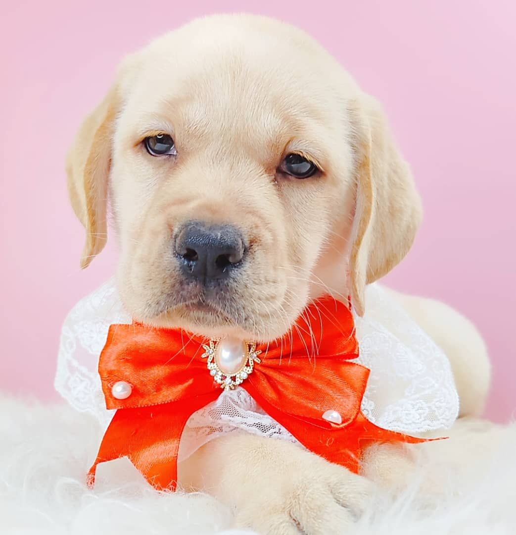 Labrador Retriever 拉布拉多