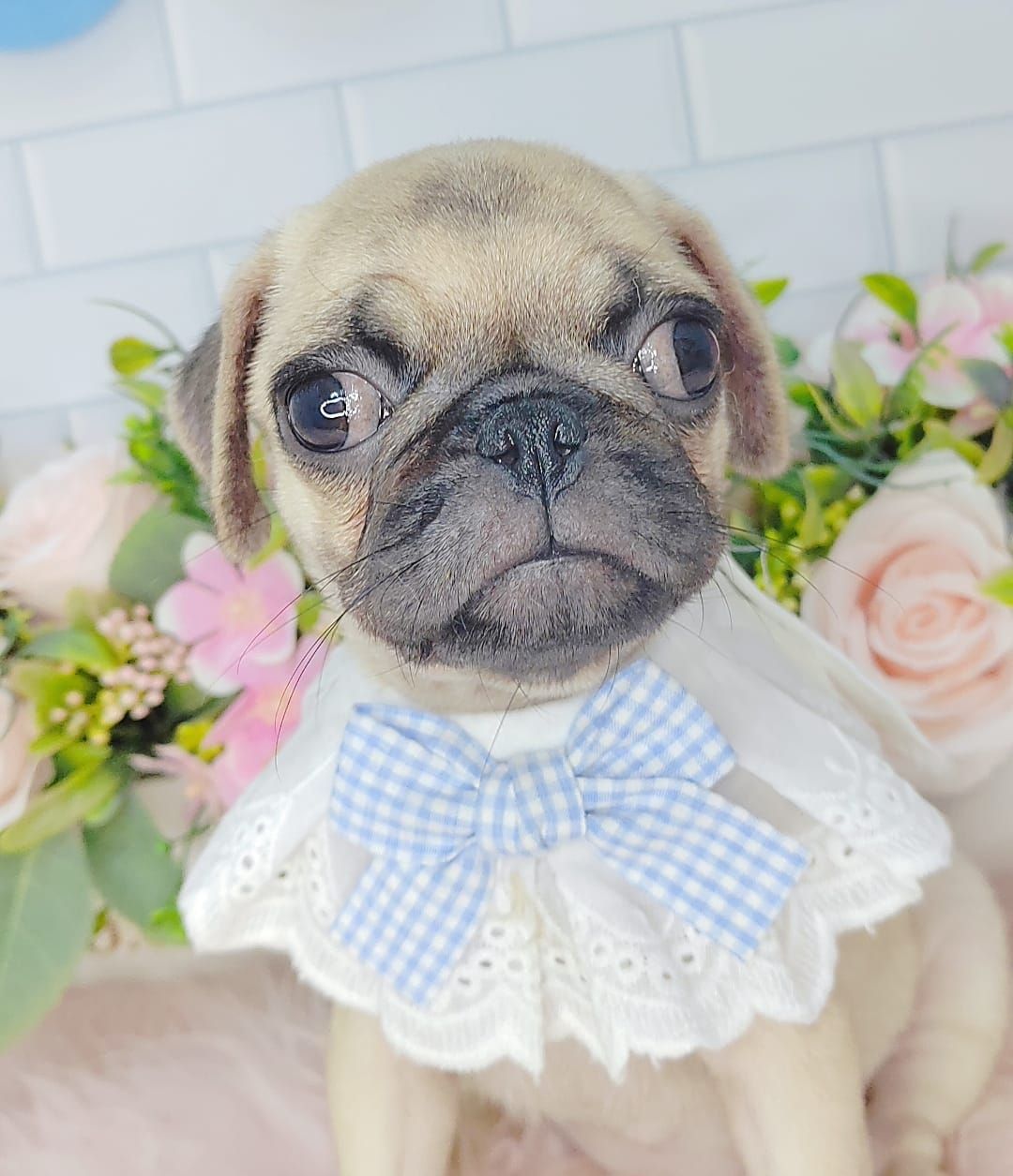 Pug 巴哥