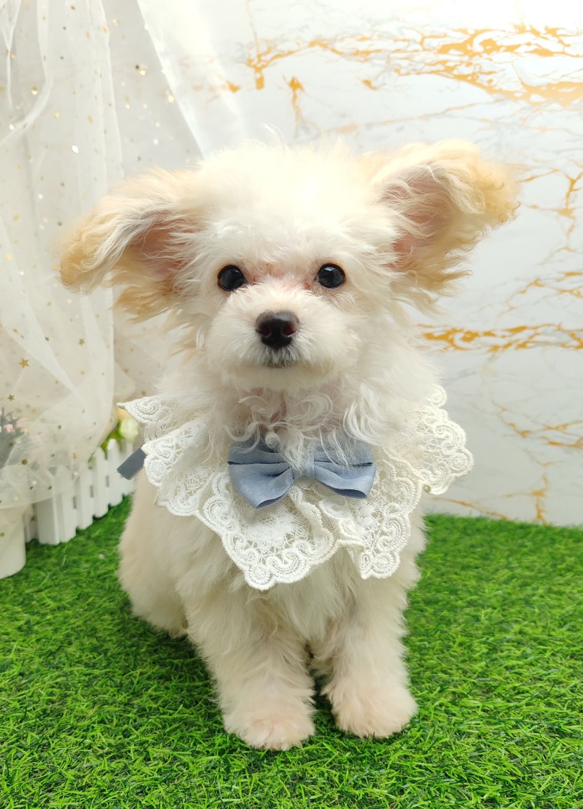 Poodle 娉拌开璐靛
