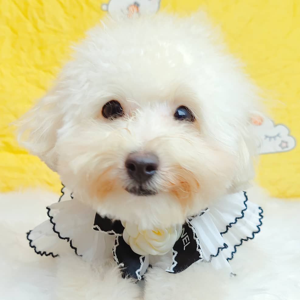Maltipoo 马尔泰迪