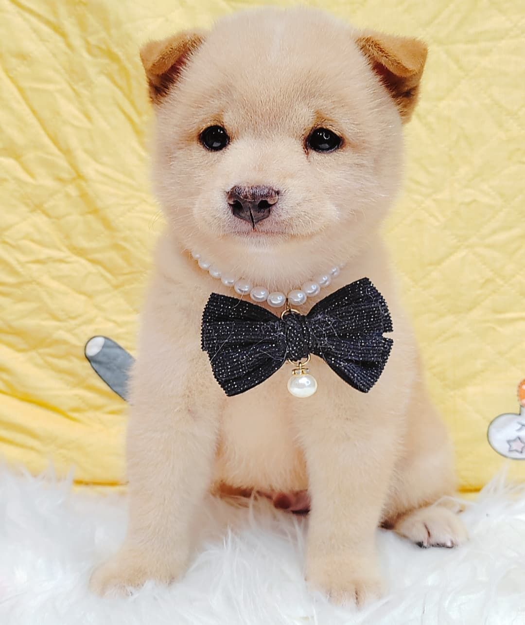 Shiba Inu 柴犬