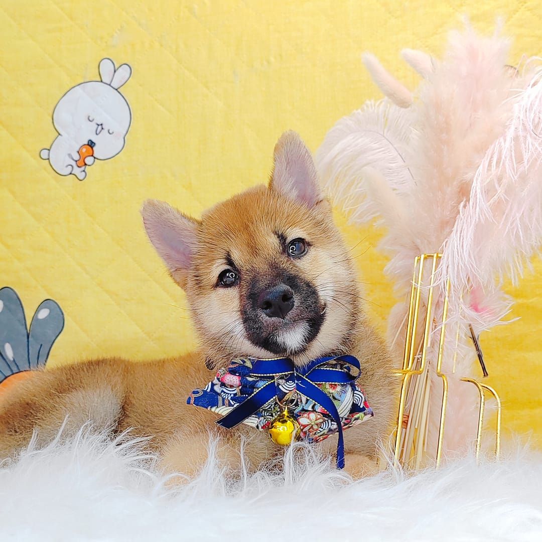 Shiba Inu 柴犬