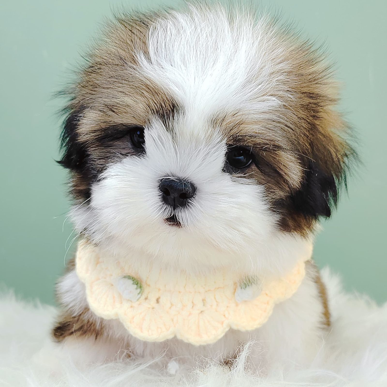 Shih Tzu 西施