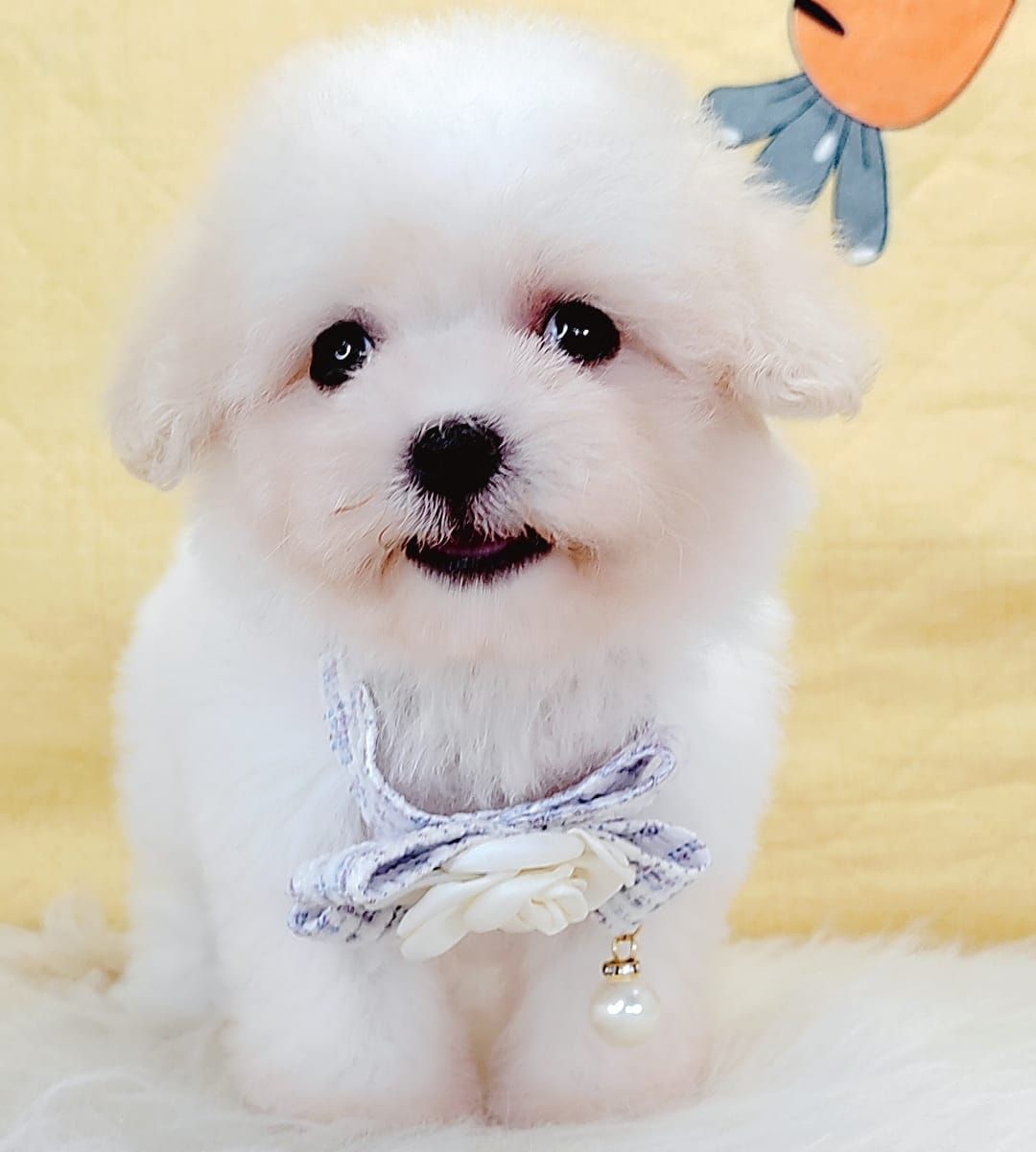 Poochon 泰迪熊