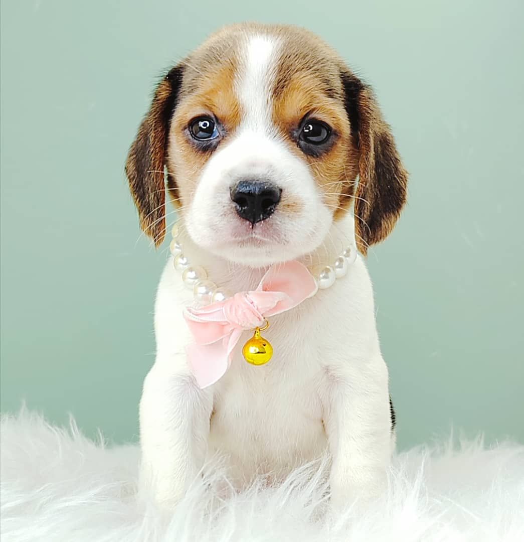 Beagle 米格鲁