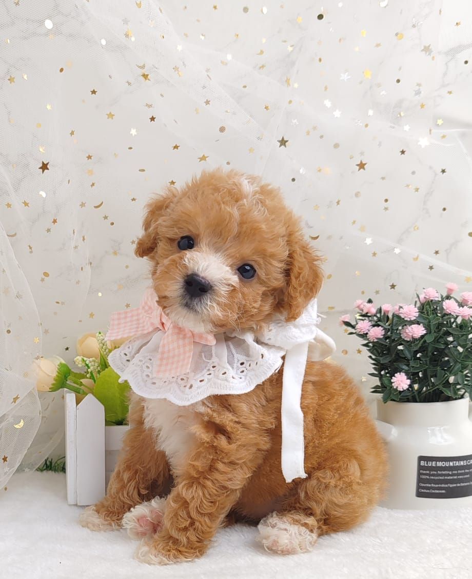 Poodle 娉拌开璐靛